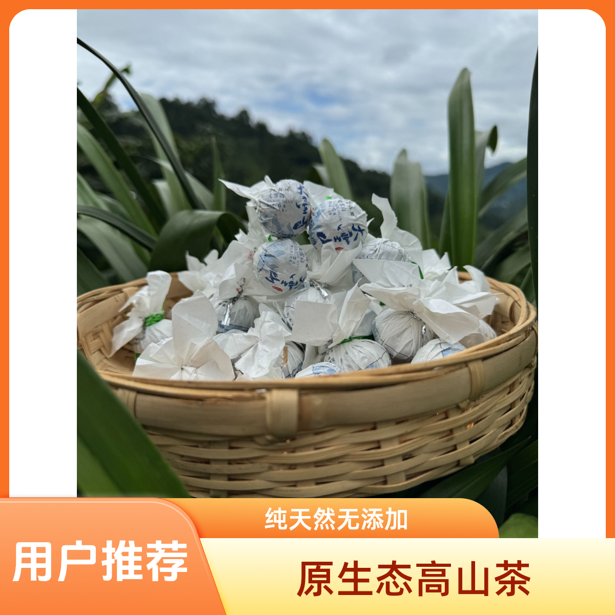 2025年  永德大雪山 古树龙珠头春头采茶叶