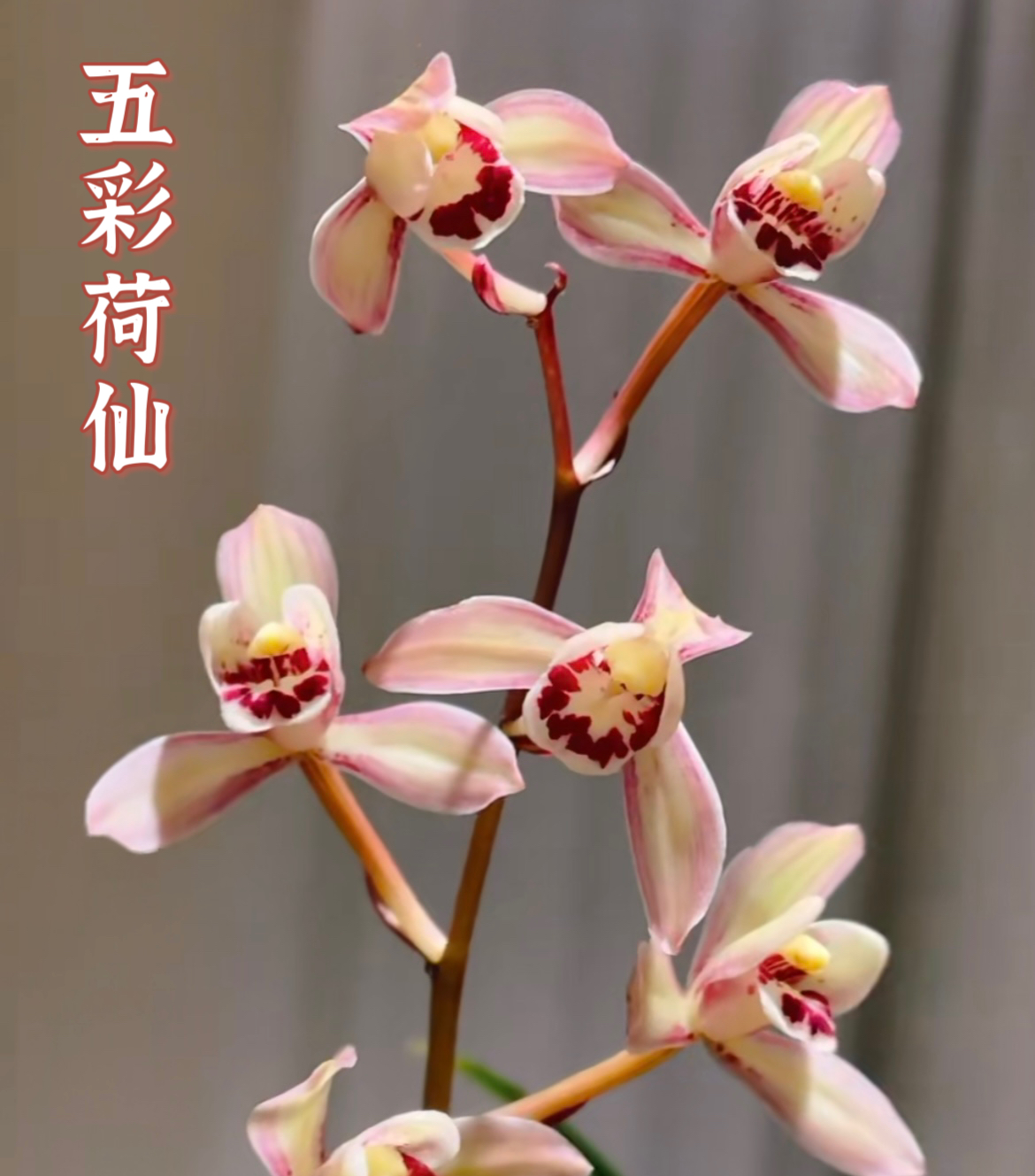 建兰五彩荷仙水仙瓣浓香型四季兰花苗办公室阳台客厅书房绿植盆栽