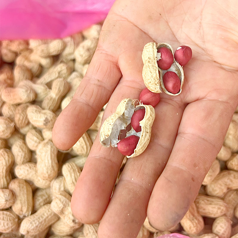 湖南新化吉庆农家小籽红皮花生老品种