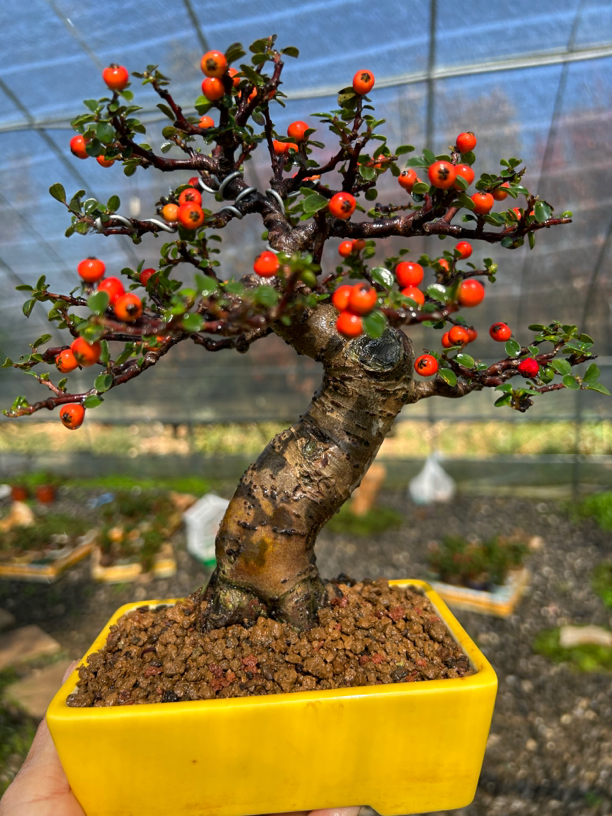 云南白花栒子红花栒子直播专用