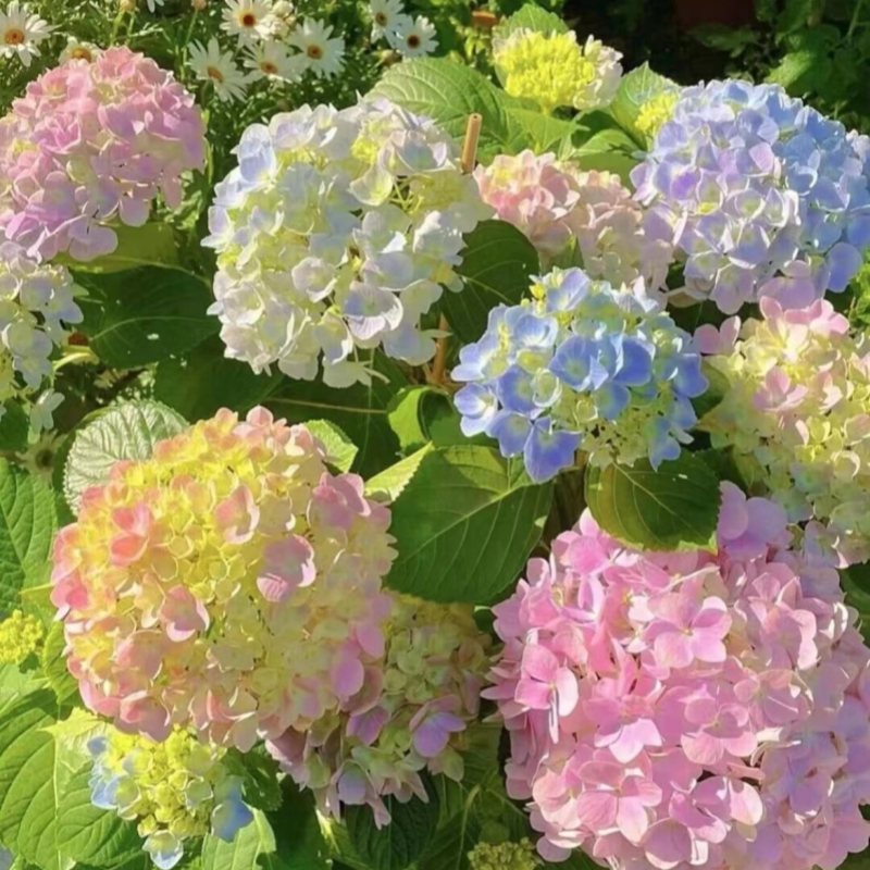 【束漫】易多梦幻 地栽首选耐热新老枝开花 喜水绣球 颜色丰富