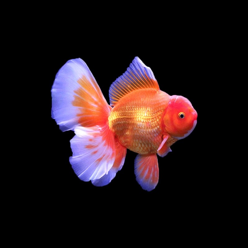 （泰狮金鱼冷水鱼包邮包活）直播间专属链接一物一拍 不选随机发货