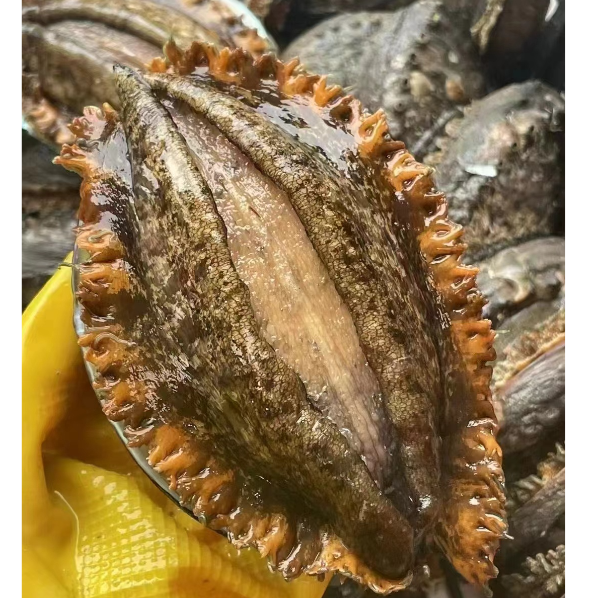【超大2-3头黄金鲍】东山岛特级黄金鲍新鲜活冻鲍鱼鲜活速冻海捕