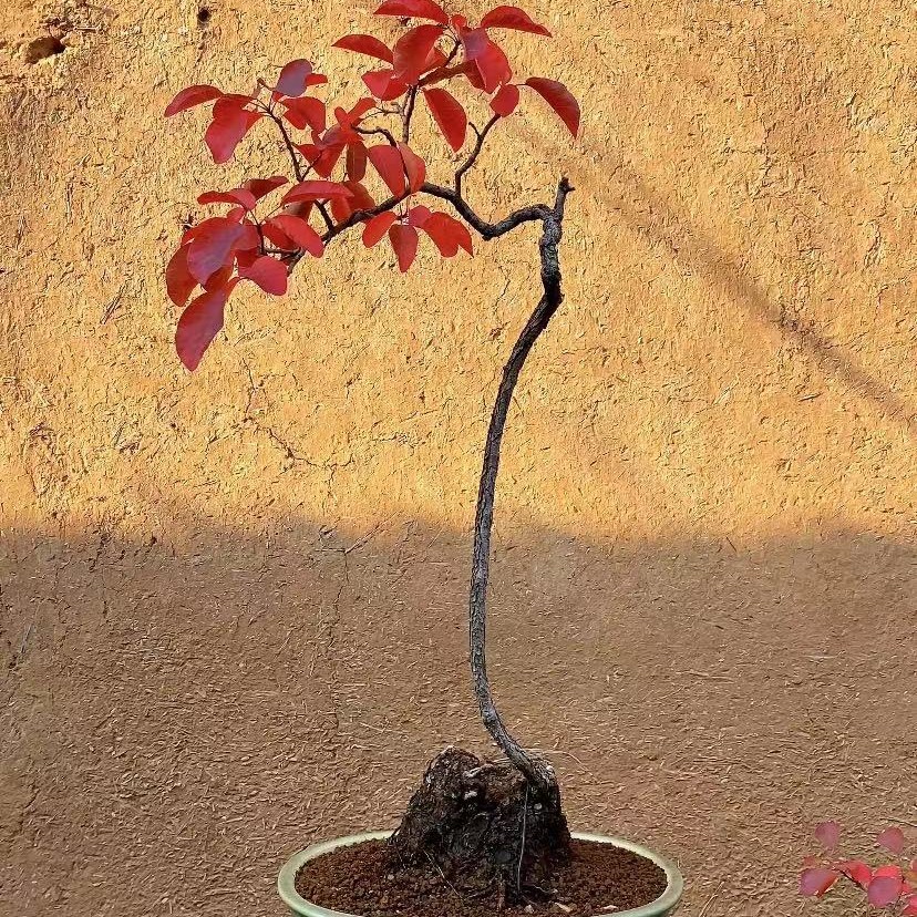 盆景01红叶黄栌 盆景 素材 熟桩  北方素材