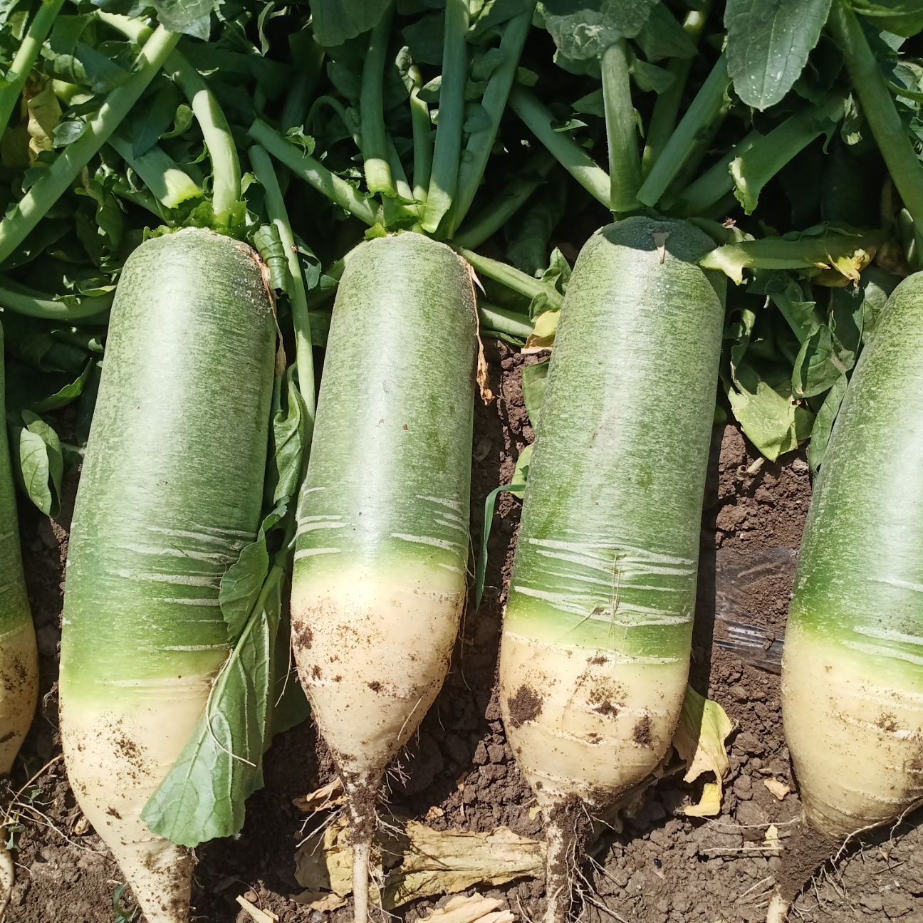 【农家自种青萝卜】现拔农家自种萝卜新鲜当季时令萝蔬菜保证新鲜