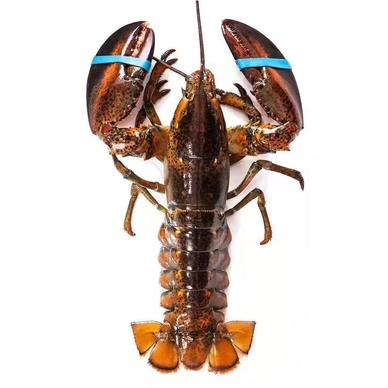 【大川亲选】加拿大鲜活深海波士顿龙虾，高品质！