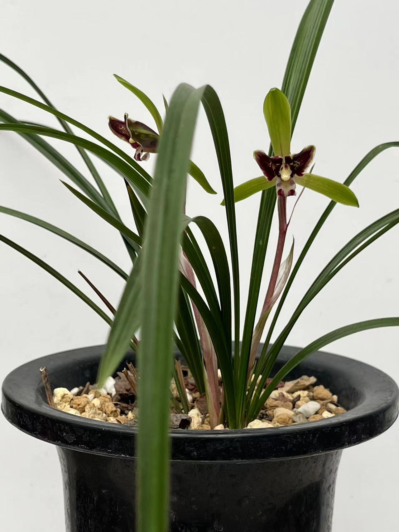 兰花绿植盆景观赏苗浓香型花卉耐热耐寒很容易种养直播间一物一拍