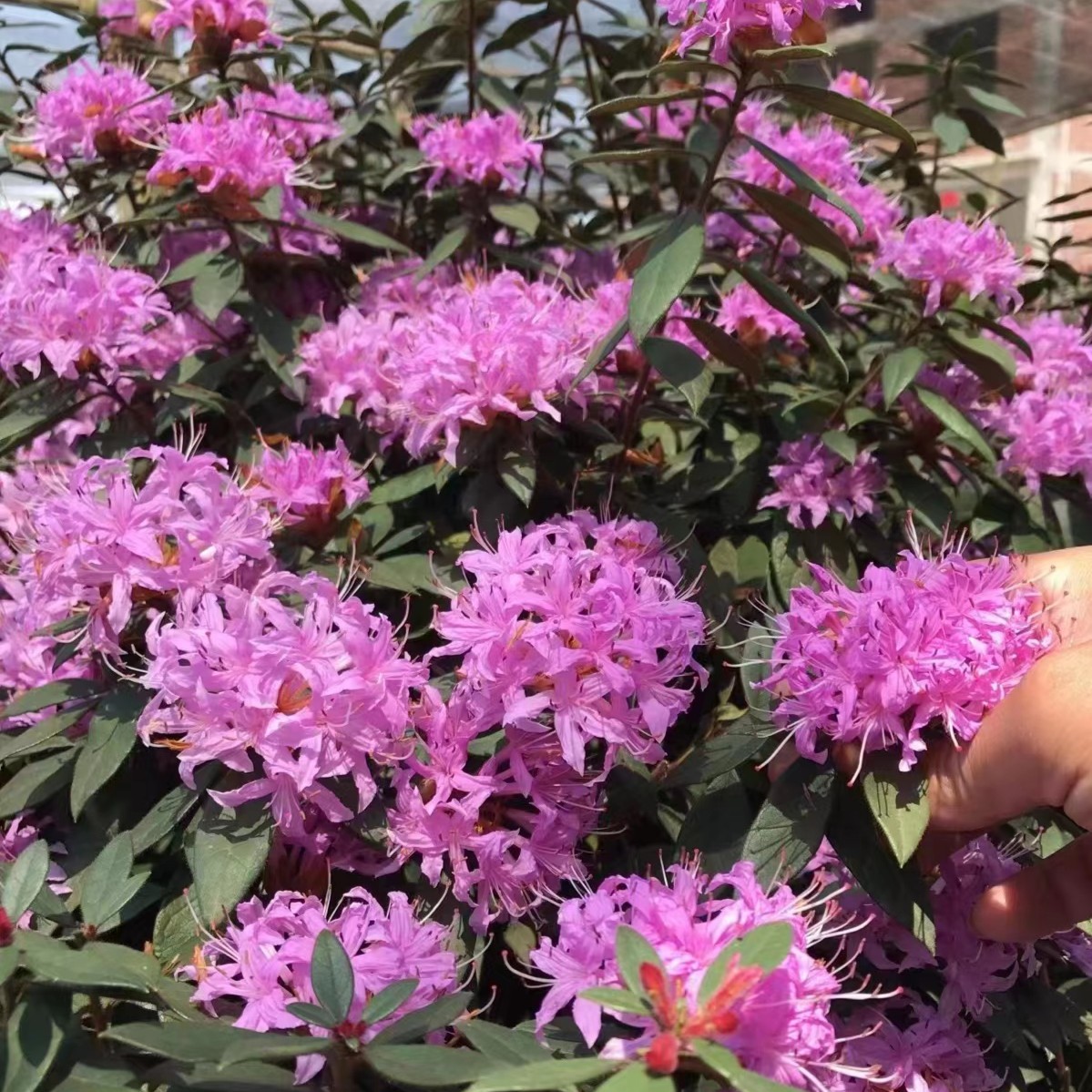 福建杜鹃花老桩基地盆景（不包邮）丹东红鹃之舞西洋杜鹃杜鹃盆景