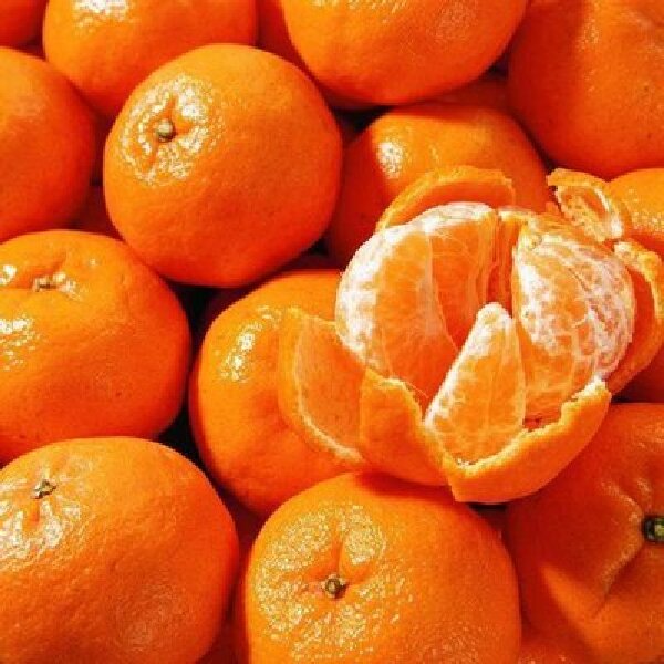 广西红土砂糖橘 G