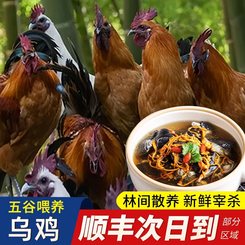 1.5雪峰乌骨鸡生鲜顺丰冷链发货