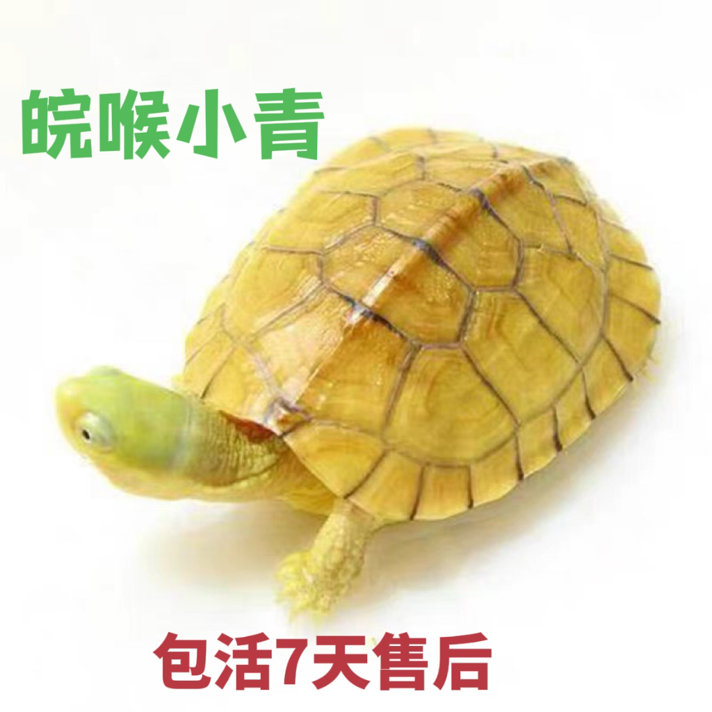 【福袋】安徽皖南原产纯种小青龟