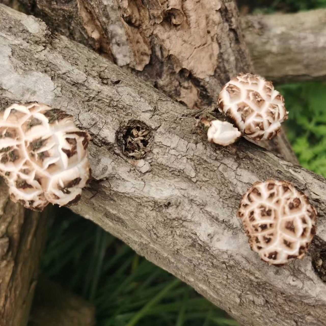 天然环境生长椴木香菇500g