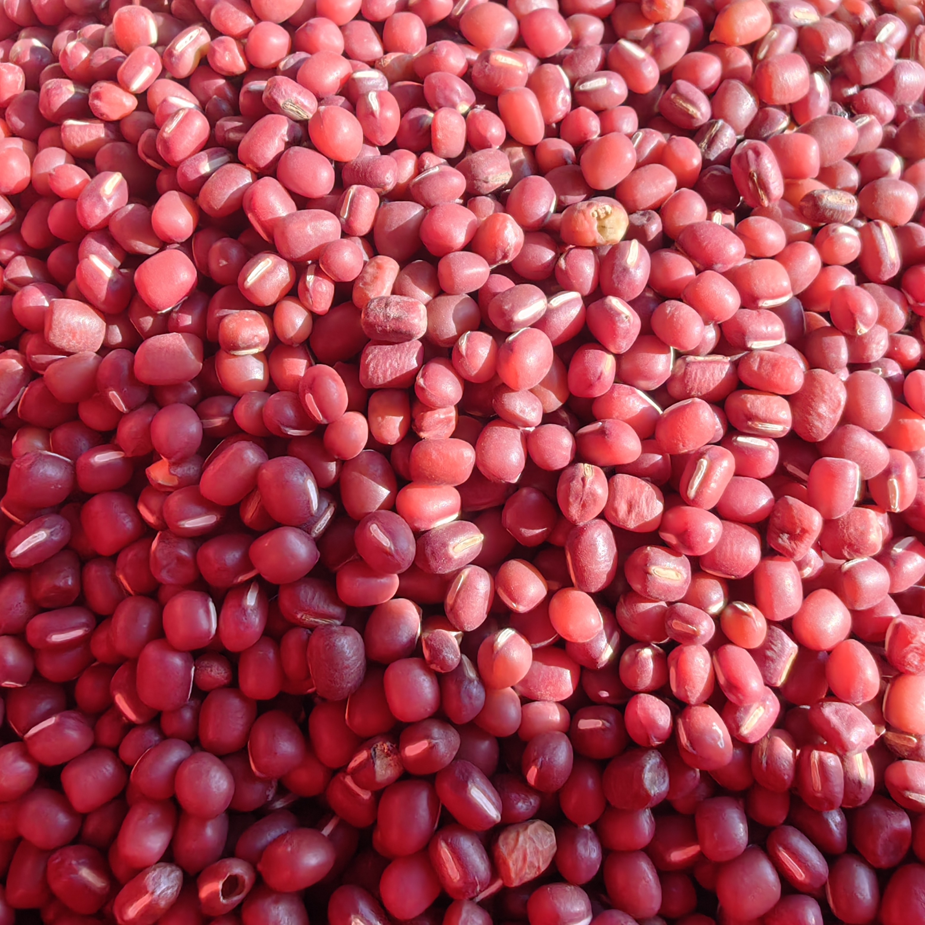 高山种植红小豆粒粒饱满（新疆内蒙西藏不发货）