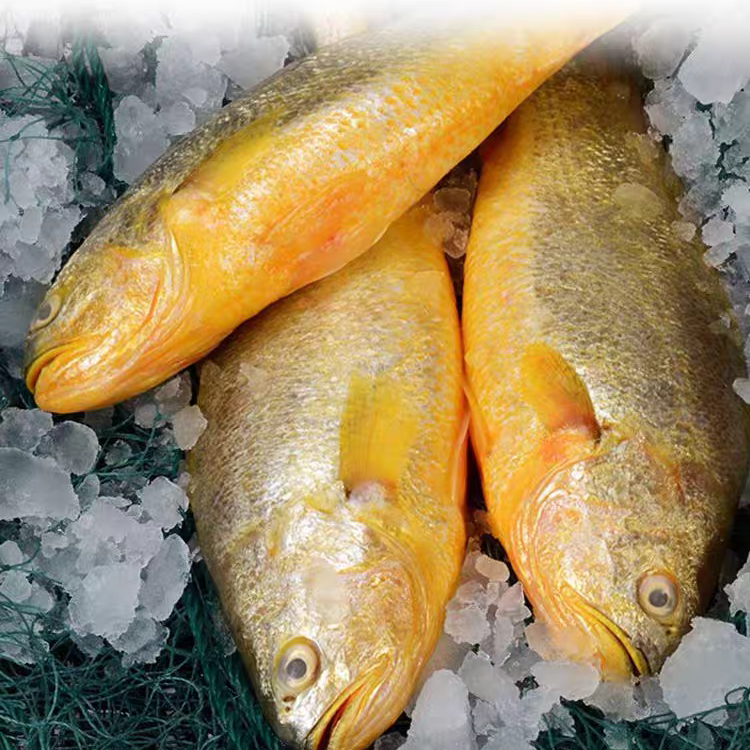 大黄鱼1.4-1.6斤/每条中秋好礼新鲜大黄花鱼海鲜大鱼正宗大黄鱼