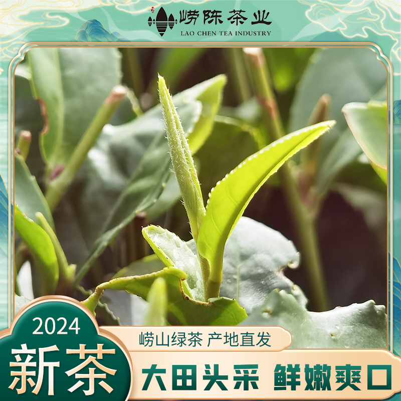 【大田头采现货】正宗崂山绿茶2024年新茶特级春茶叶老手工绿茶嫩芽