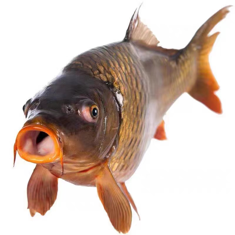 冬捕野生红尾大鲤鱼（7斤-21斤）