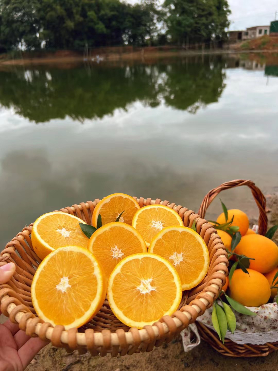 新鲜现摘正宗江西信丰赣南脐橙当季橙子产地直发20斤精品果包邮