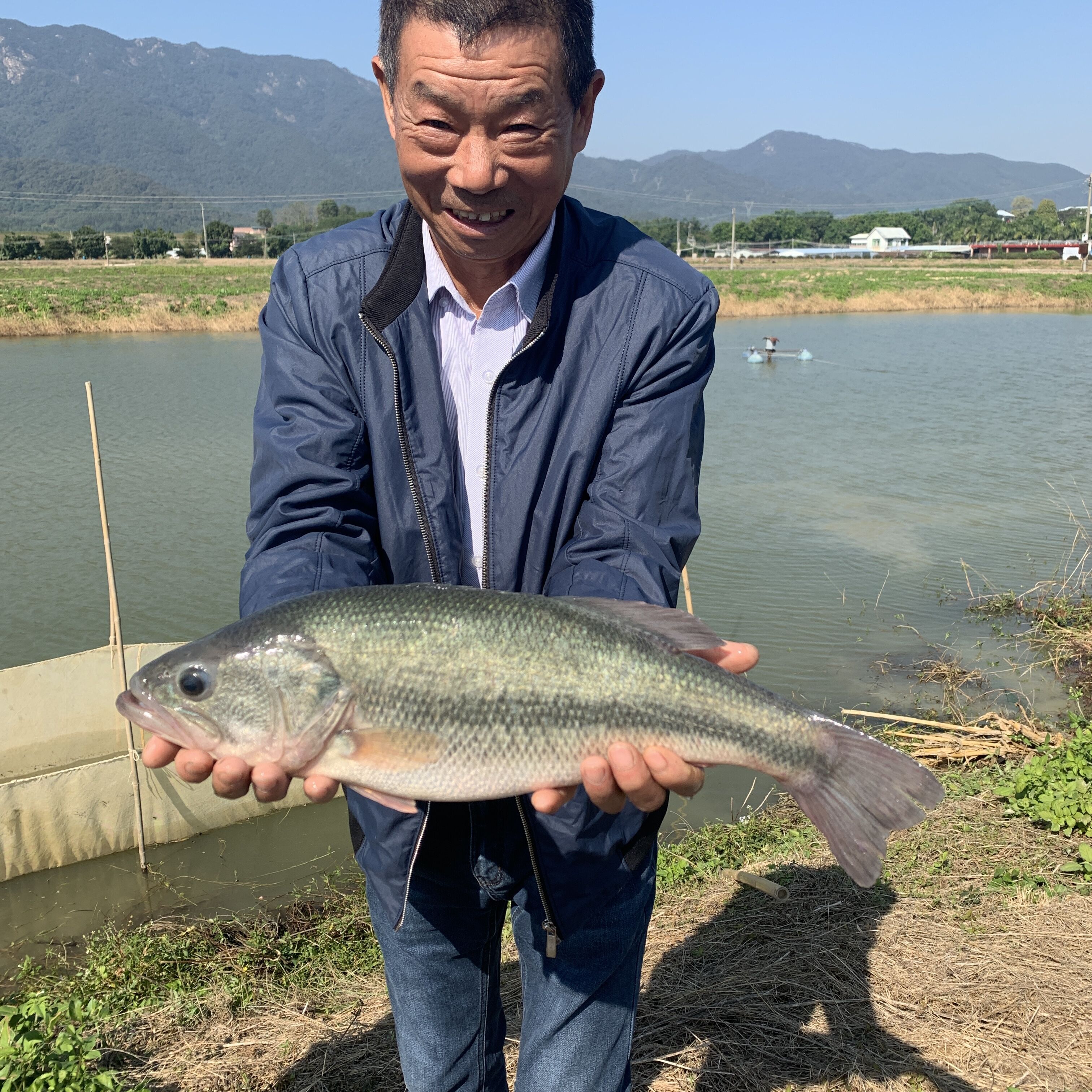 优鲈三号 加州鲈鱼 大口黑鲈 养鱼水族观赏 活体包邮