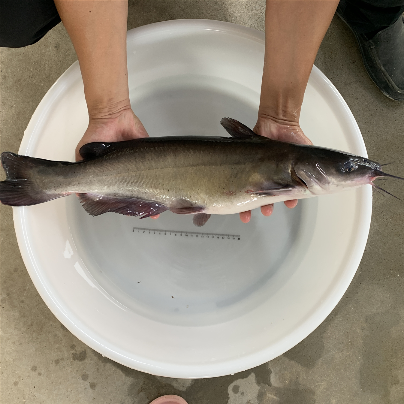 清江鱼 斑点叉尾鮰鱼 