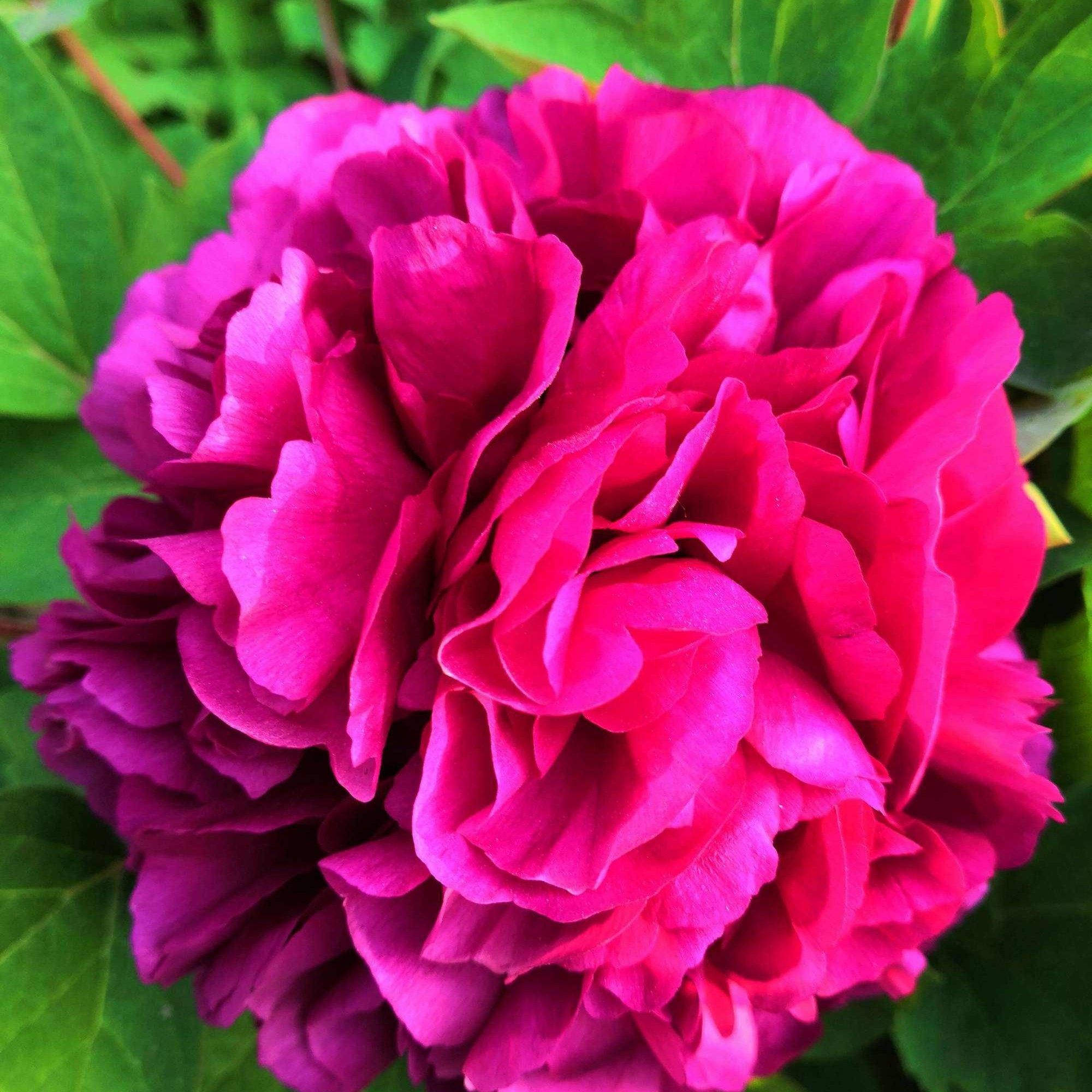 成林牡丹【花王】正红色绣球型洛阳牡丹花精品盆栽 一开百花低头 