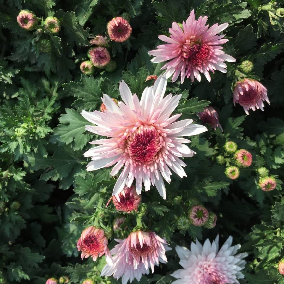 荷塘月色菊花大花耐寒露天