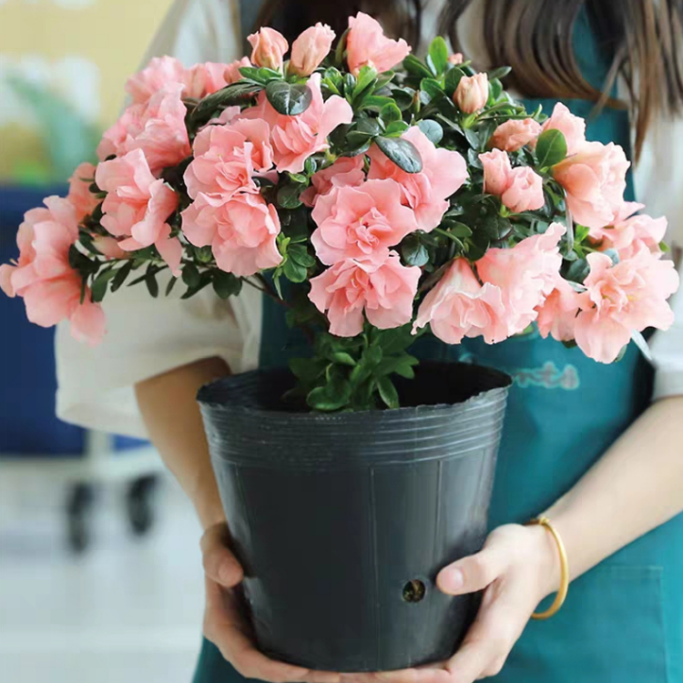 四季杜鹃花盆栽带花苞大棵樱桃红杜鹃老桩好养花卉植物