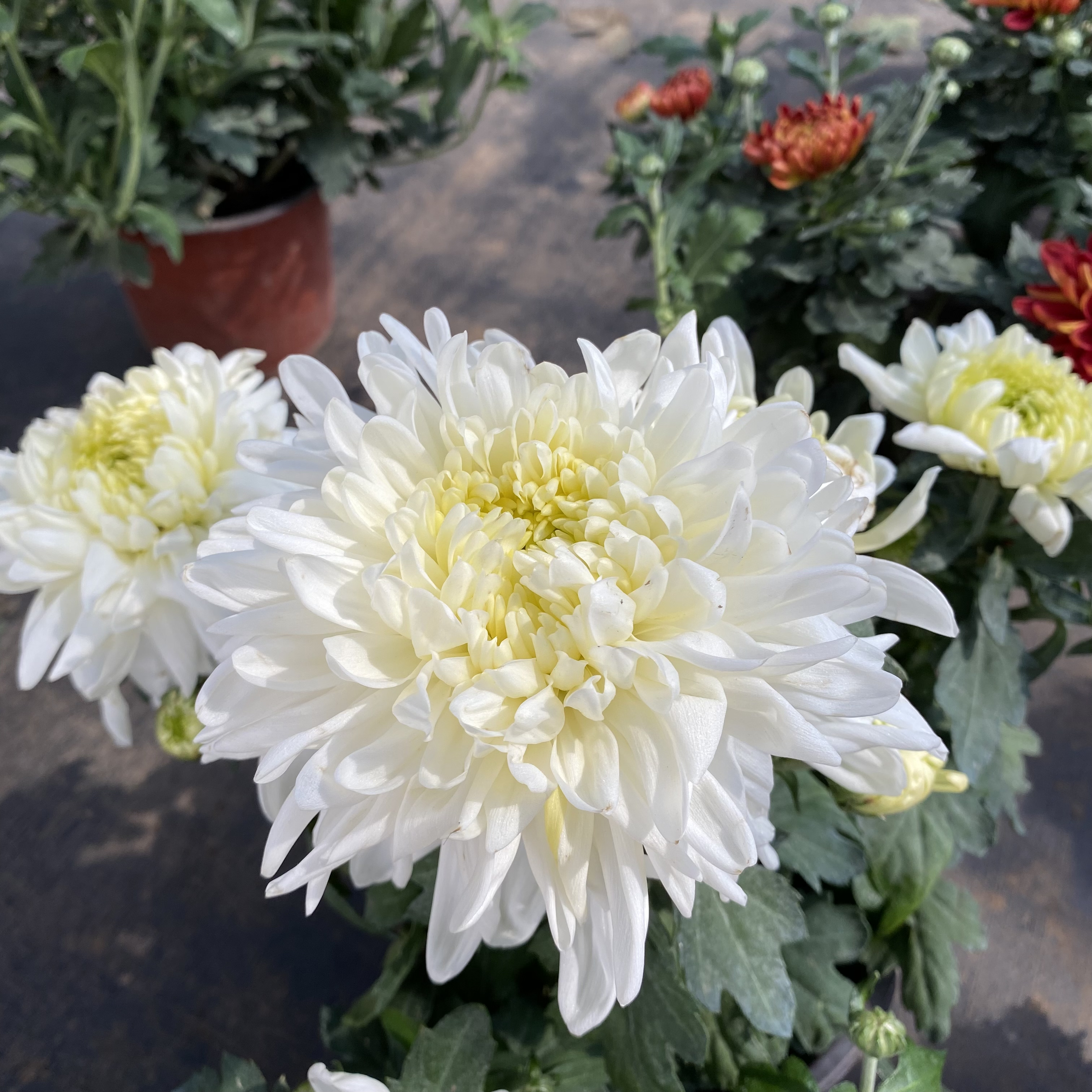 白绣球菊花大花耐寒户外