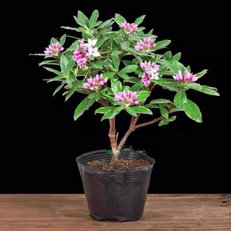 金边瑞香带香味耐寒的盆栽植物开花很香的花好养室外阳台别墅庭院