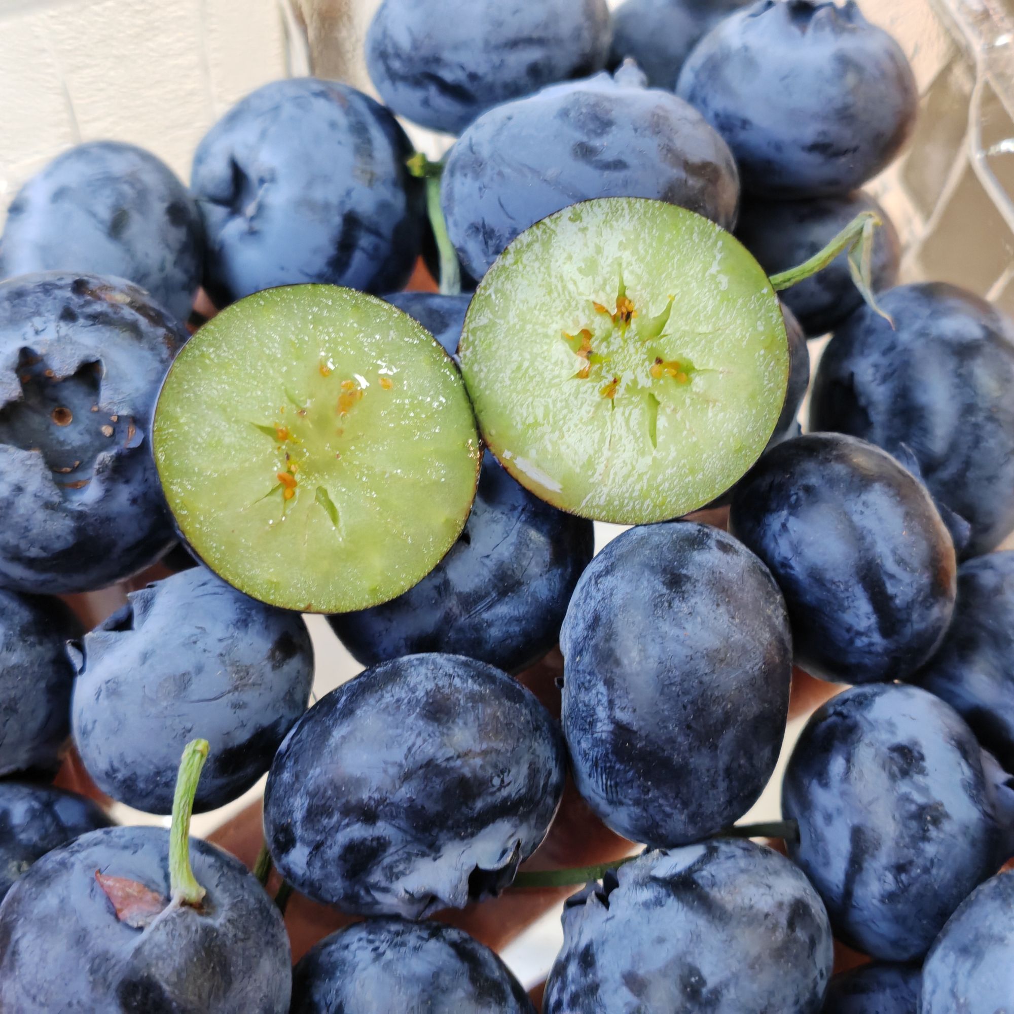 L25蓝莓 22+花香蓝莓云南省