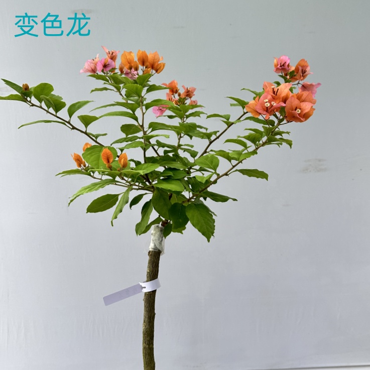 {中通}三角梅棒棒糖马斯清雅粉天使少女心九月日落丽人五宝阿达娜