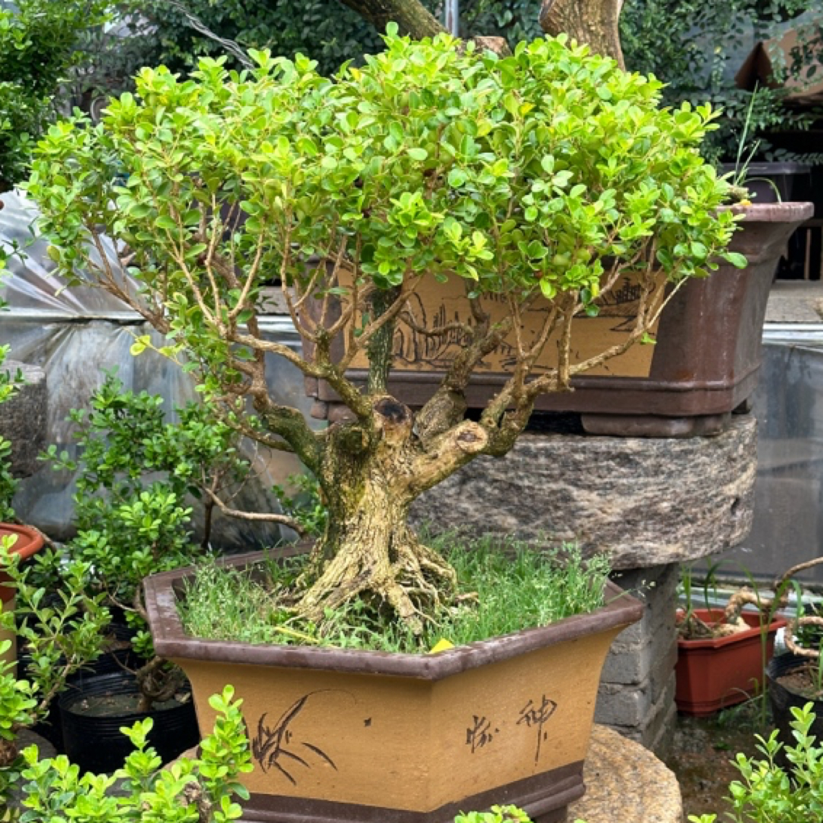 黄杨盆景老桩盆栽迎客松庭院造型绿植盆栽室内室外阳台花卉