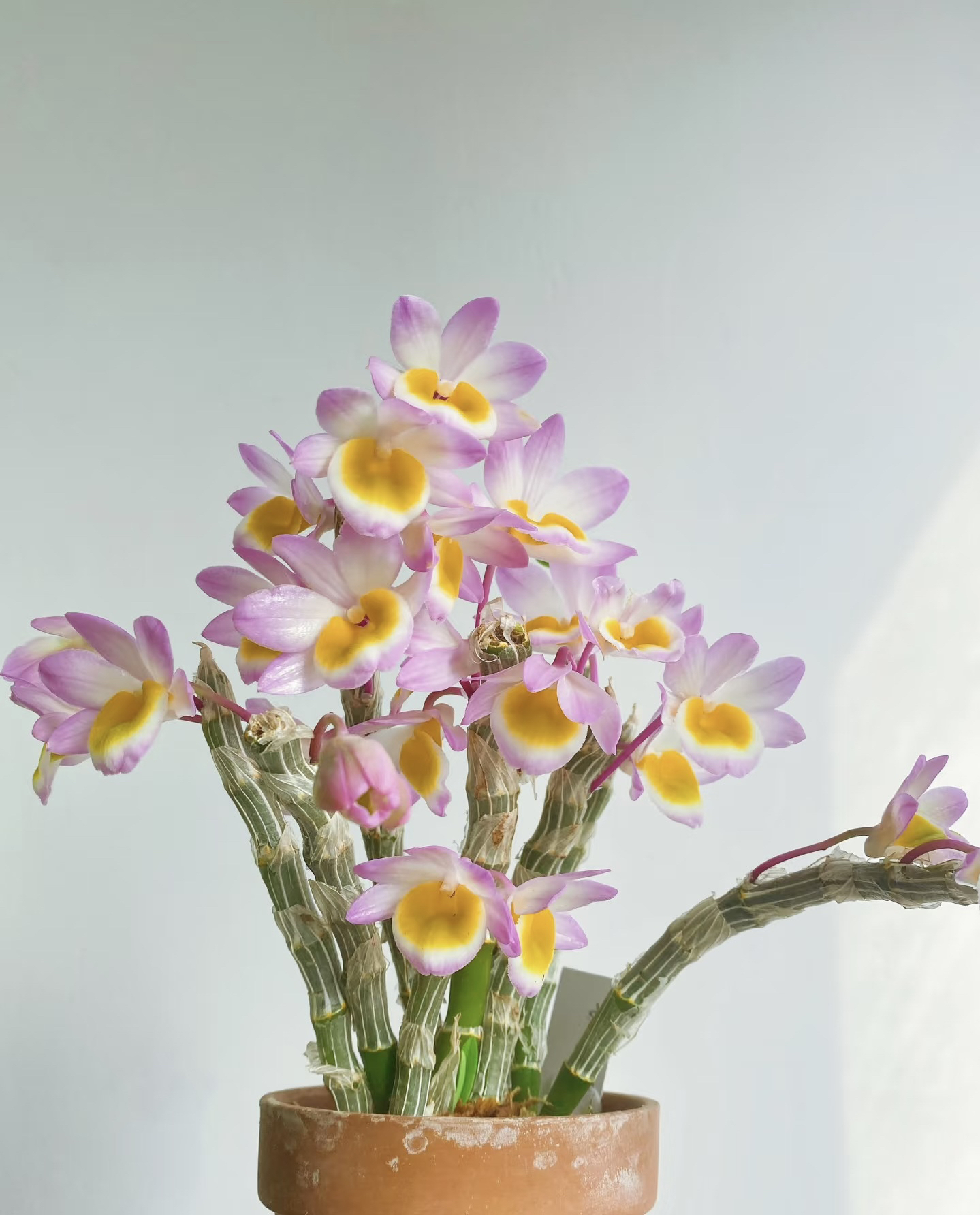 玫瑰石斛，三月开花石斛花室内绿植花卉高级感兰花石斛兰鲜花盆景