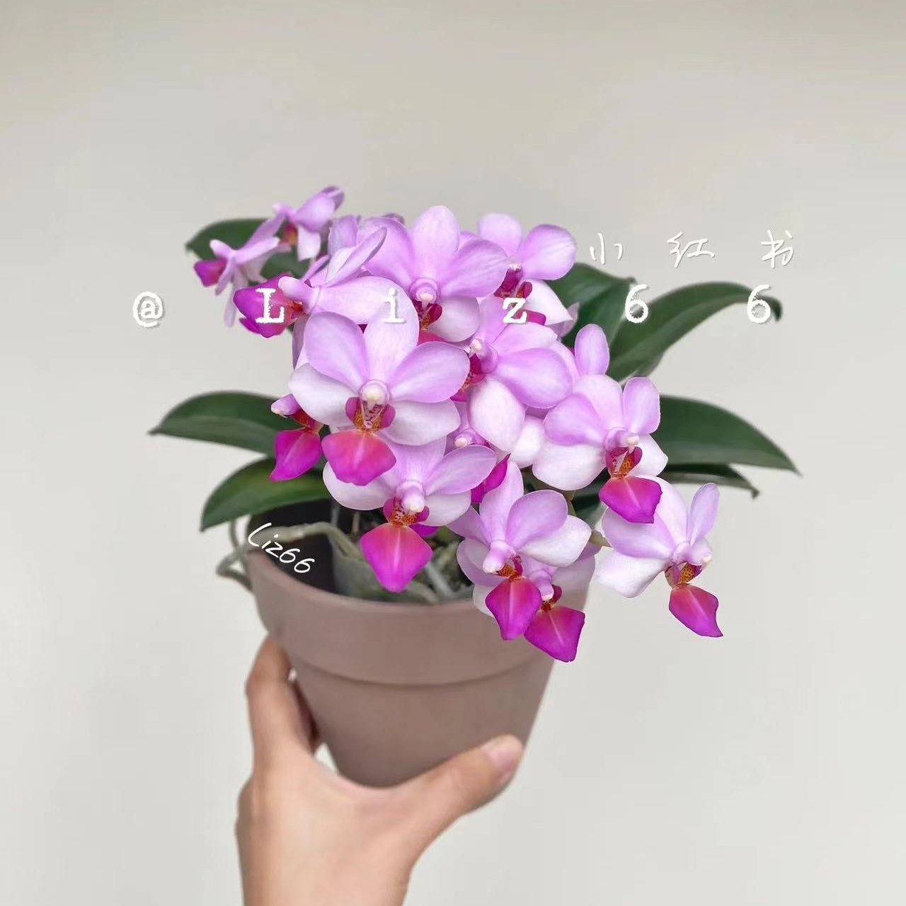 处理无售后/花后苗《刘氏莓果》2.5寸杯【叶损无售后】蝴蝶兰