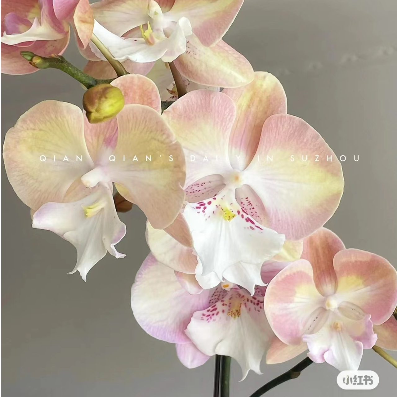 处理破损瑕疵无售后《彩虹独角兽》3.0寸杯蝴蝶兰
