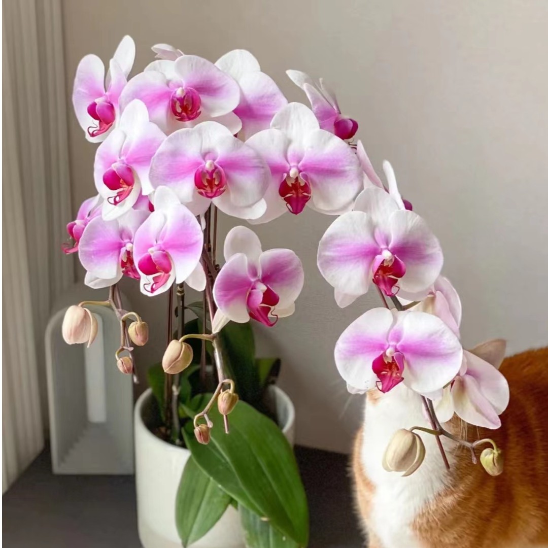 不带花剑《婚纱》2.8寸杯蝴蝶兰【任意满两颗包邮发货】