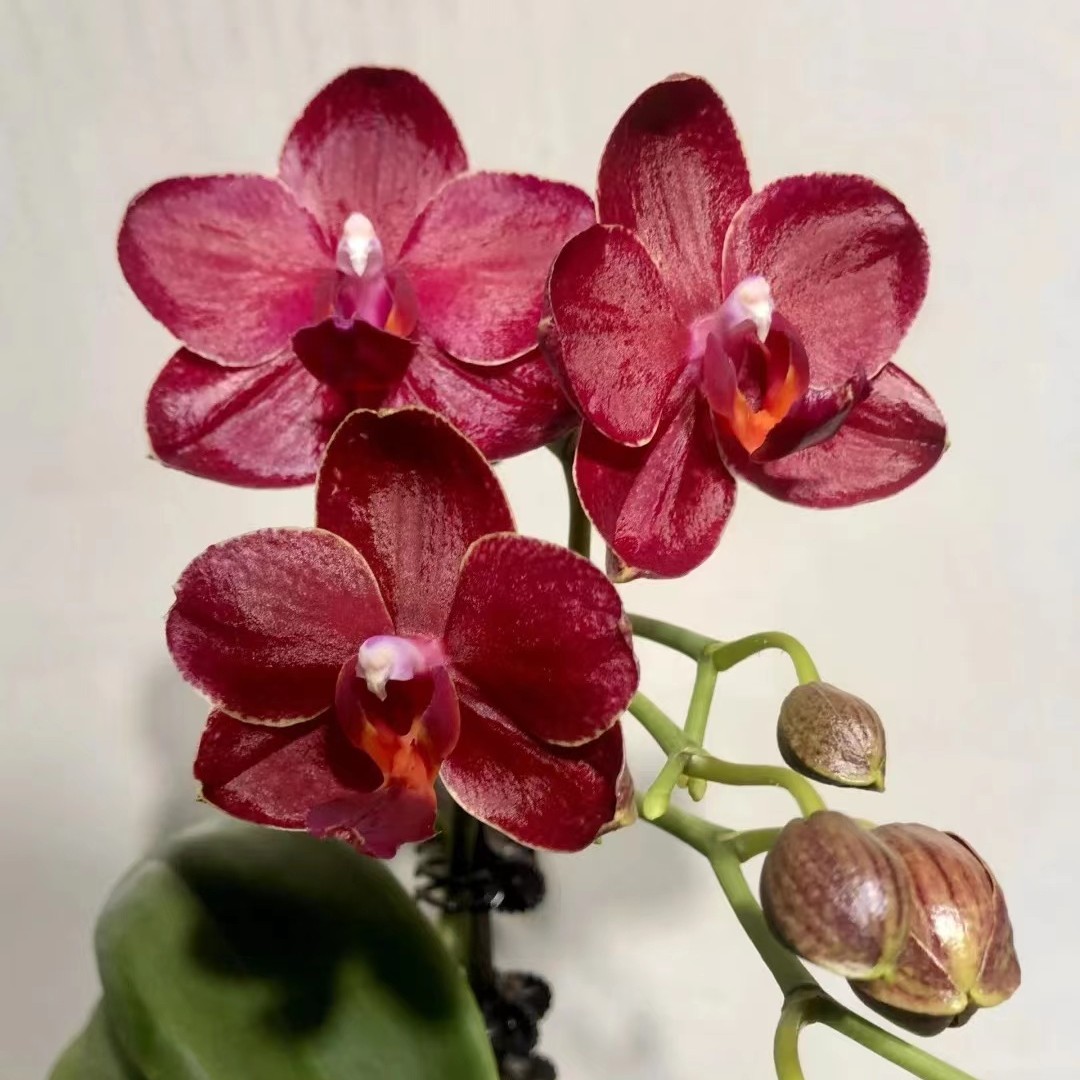 瑕疵苗/带剑《美杜莎》3.0寸杯蝴蝶兰