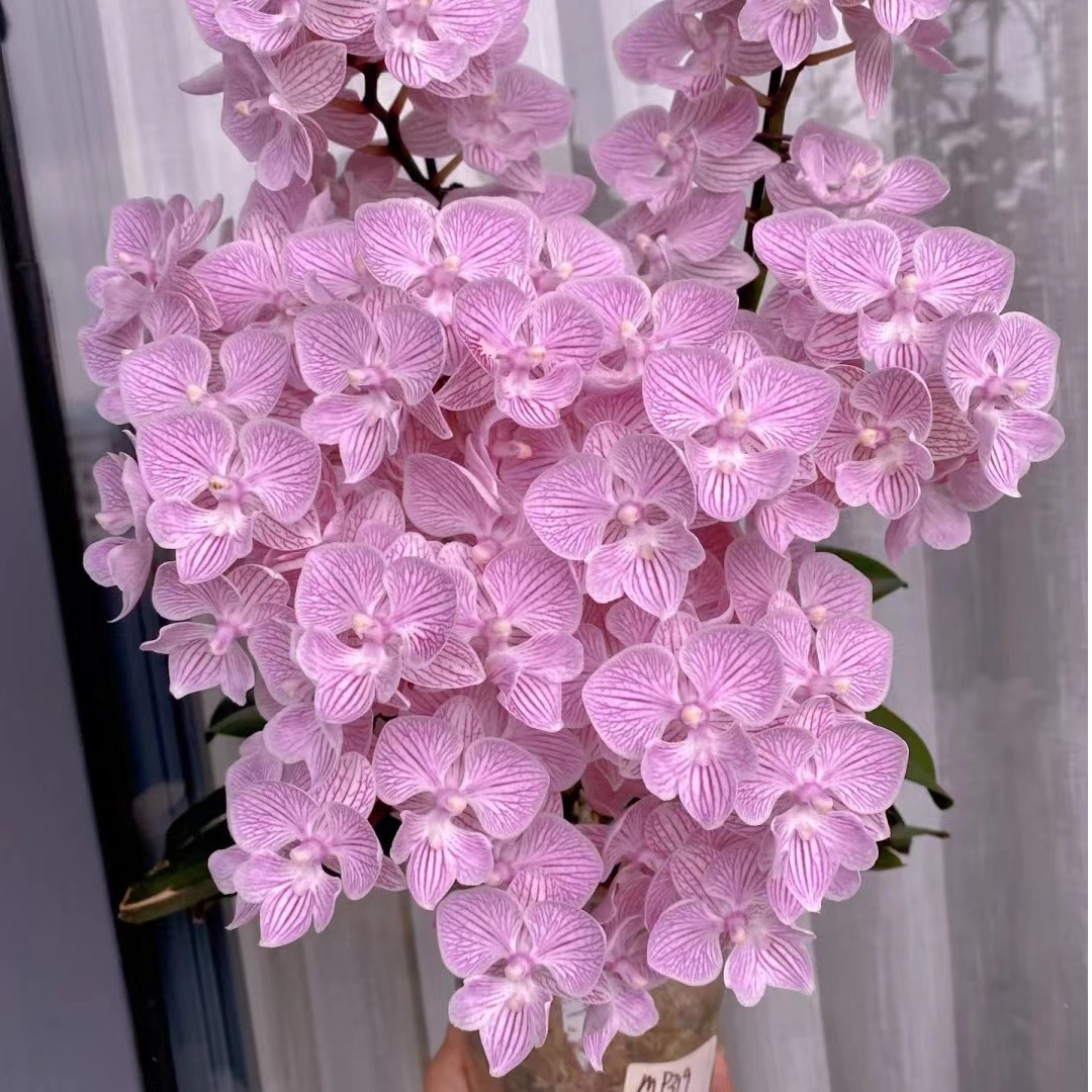 带剑《樱花大舌头》3.5寸杯蝴蝶兰