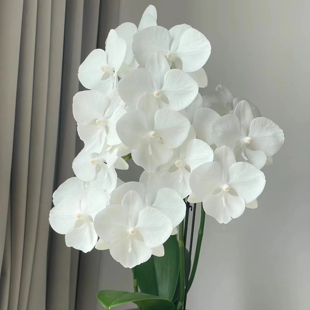 双剑《白天鹅一代》3.0寸杯蝴蝶兰