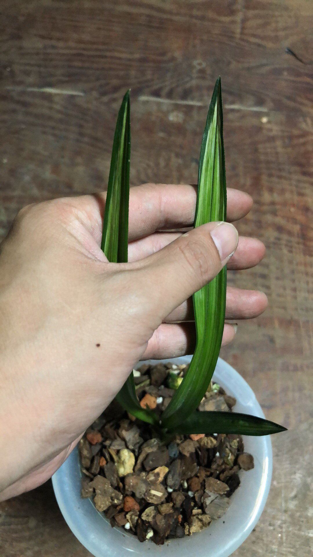 春兰建兰莲瓣兰寒兰一物一拍改价链接