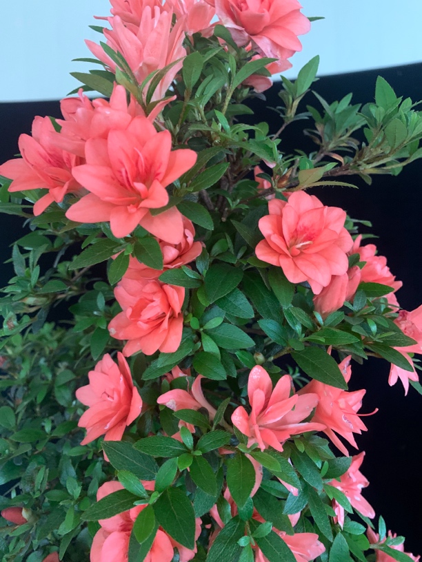 造型杜鹃盆景，精品盆景