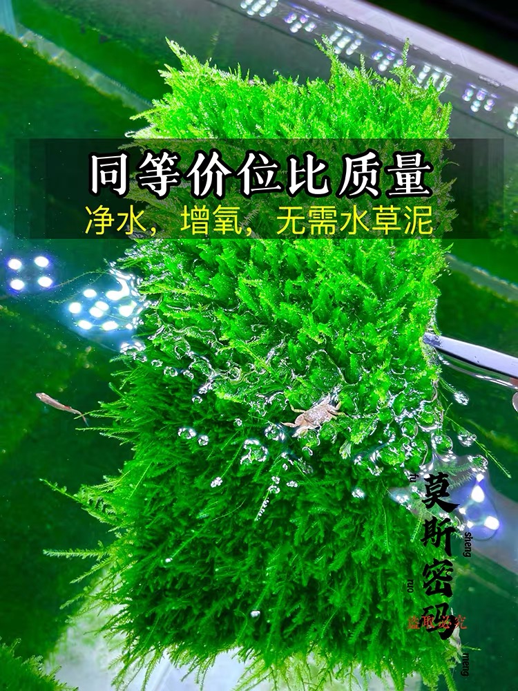 大三角莫斯片水草懒人 新手阴性水草 无需底沙增氧