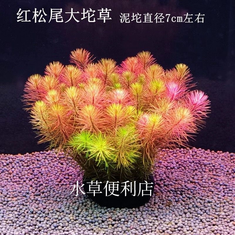 【红松尾坨草】阴性水草 造氧水草鱼缸造景 无需底沙
