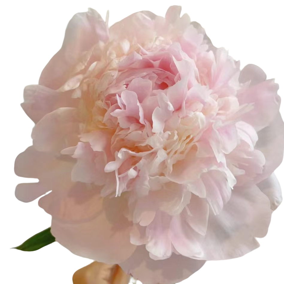 【牡丹花匠】羞涩女王芍药花苗4-5芽