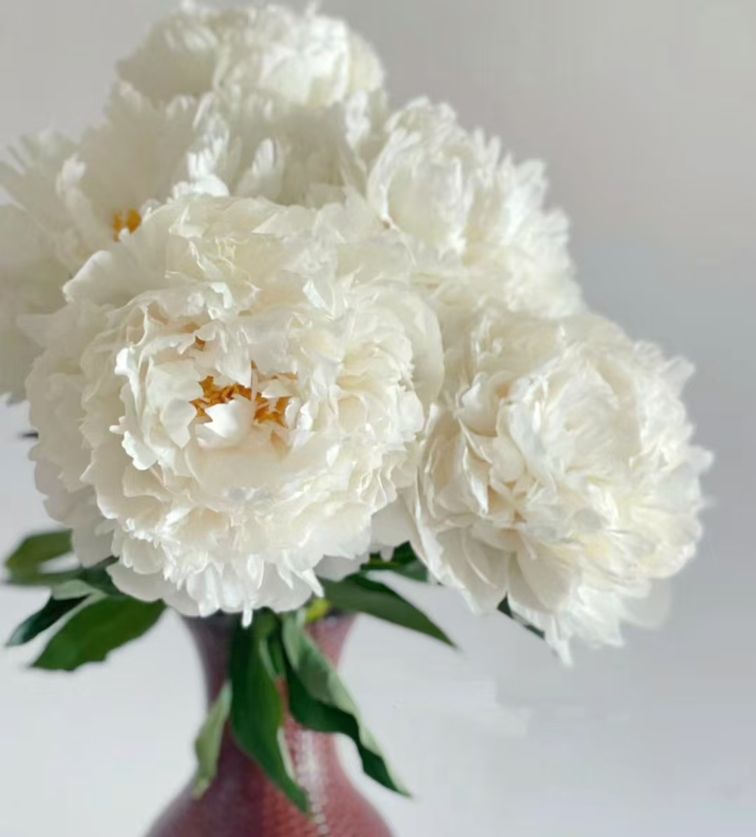【牡丹花匠】奶油碗芍药花苗5-6芽