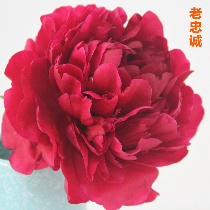 【牡丹花匠】老忠诚芍药花苗4-5芽