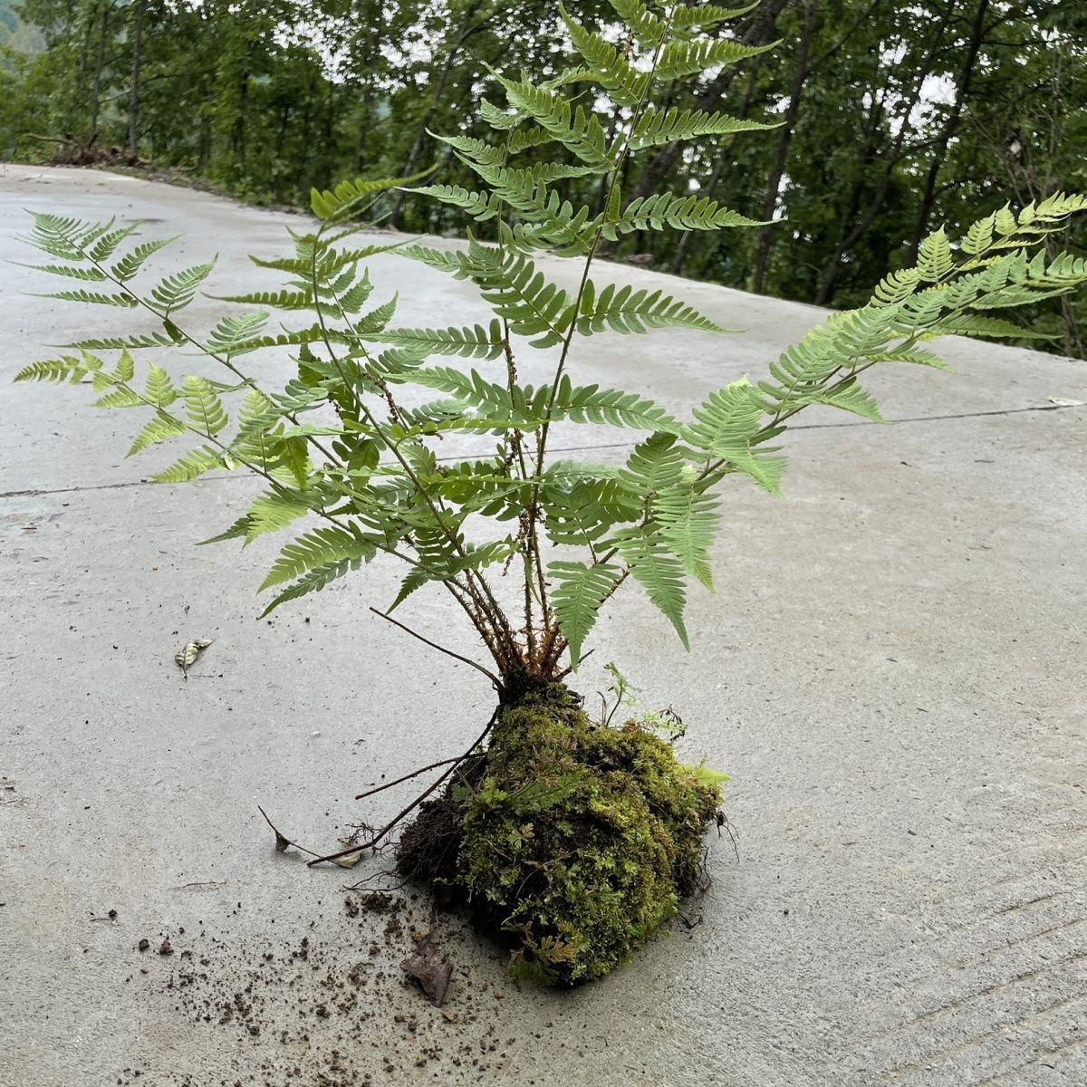 野生蕨类植物花卉盆栽绿植小叶钩毛撅盆景室内客厅易活办公室桌面