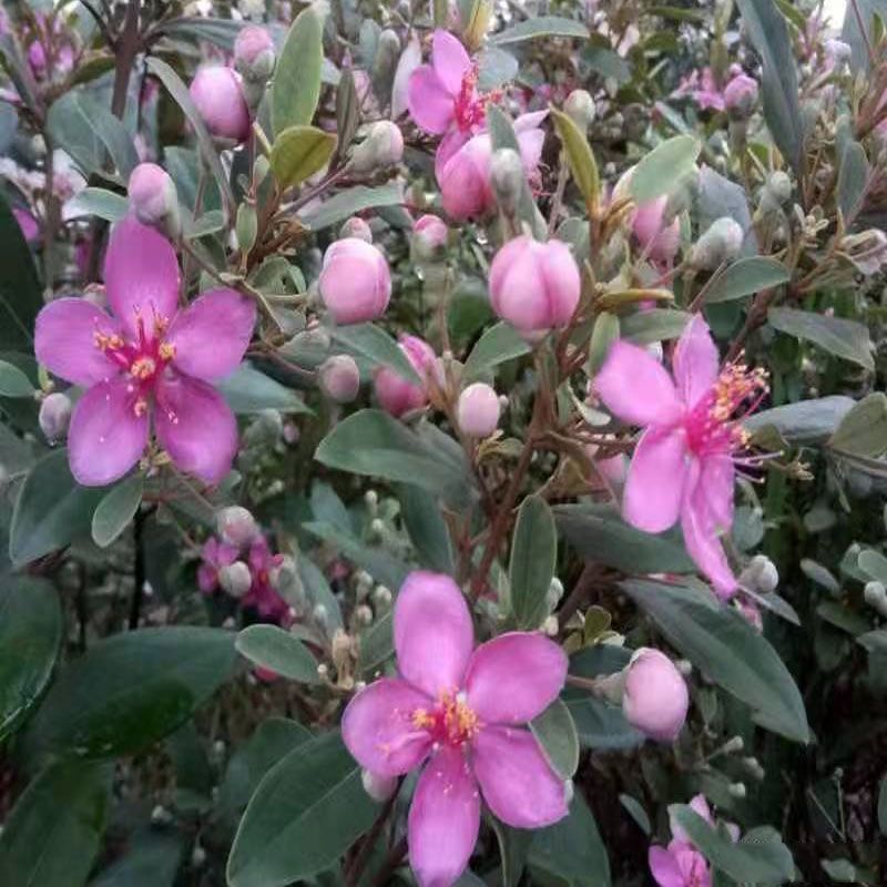 桃金娘现挖原生老桩精品盆景树桩次年结果庭院捻子树园林盆景常绿