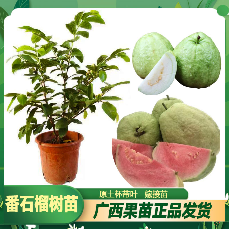 橙艾檬四季结果白肉珍珠番石榴树苗红肉西瓜芭乐树苗地栽高产种植