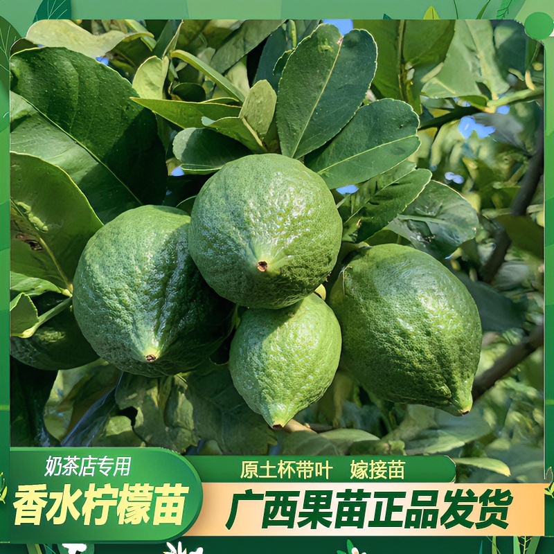 广东香水柠檬树苗果树盆栽四季结果简单包邮嫁接树苗养护种植无籽