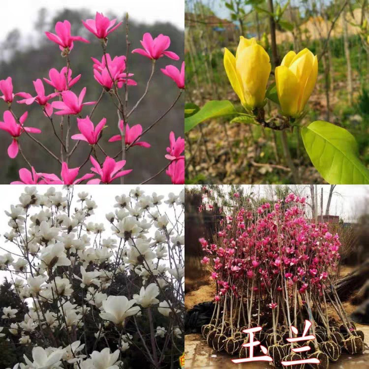 庭院绿植四季花卉好养易成活玉兰丁香花